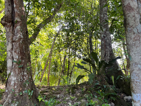 The Season of Wood. Stretching and Awakening the Body for a Great Summer!