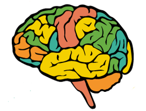 Drawing of a brain