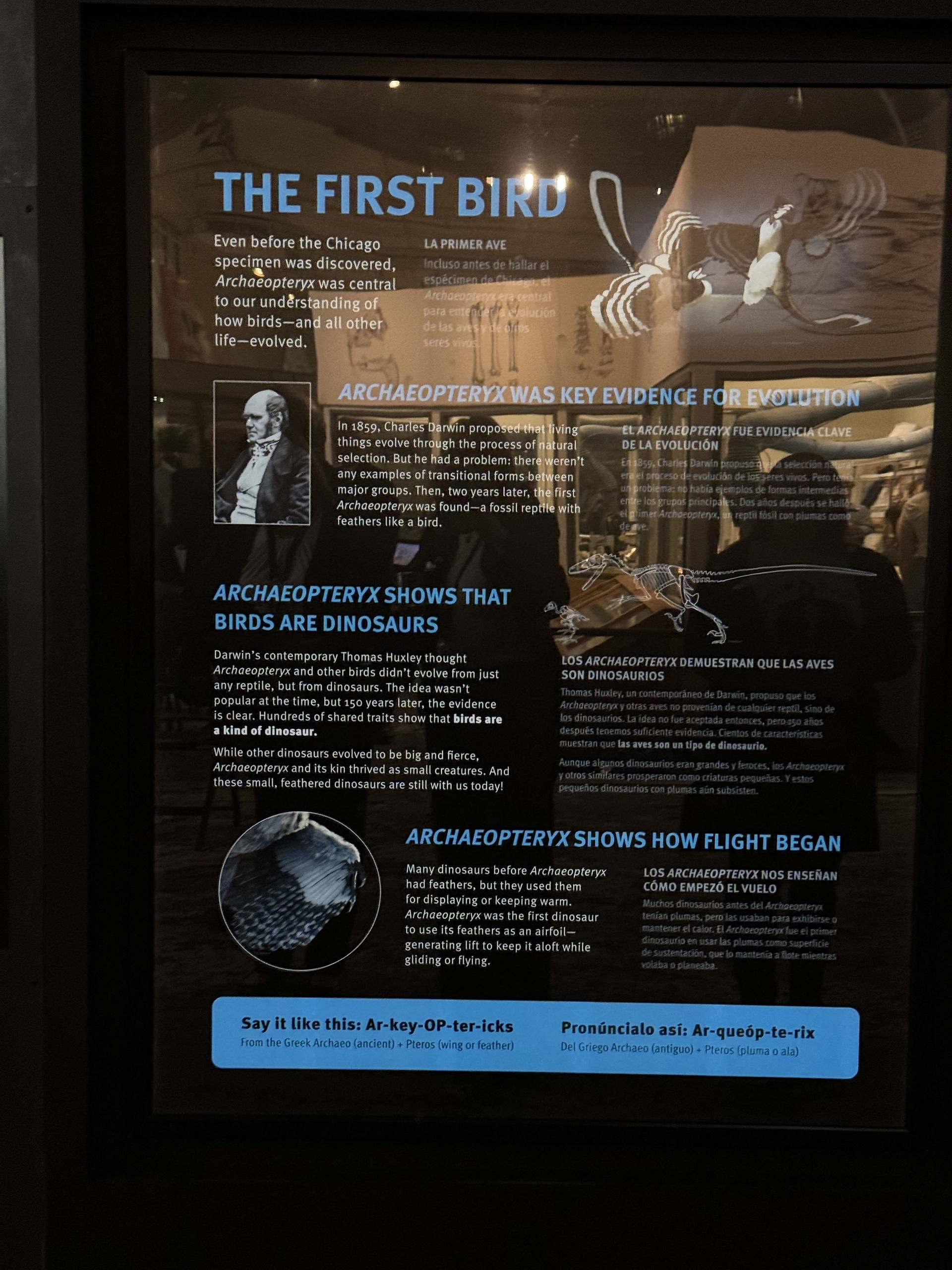 Chicago Archaeopteryx Field Museum