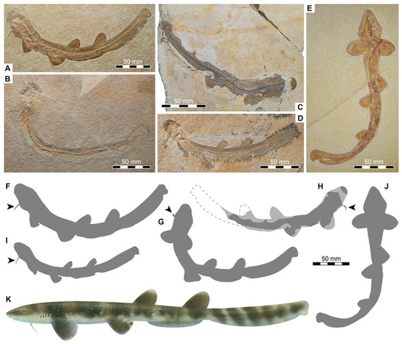A New Research Paper on a Shark from the Solnhofen Archipelago