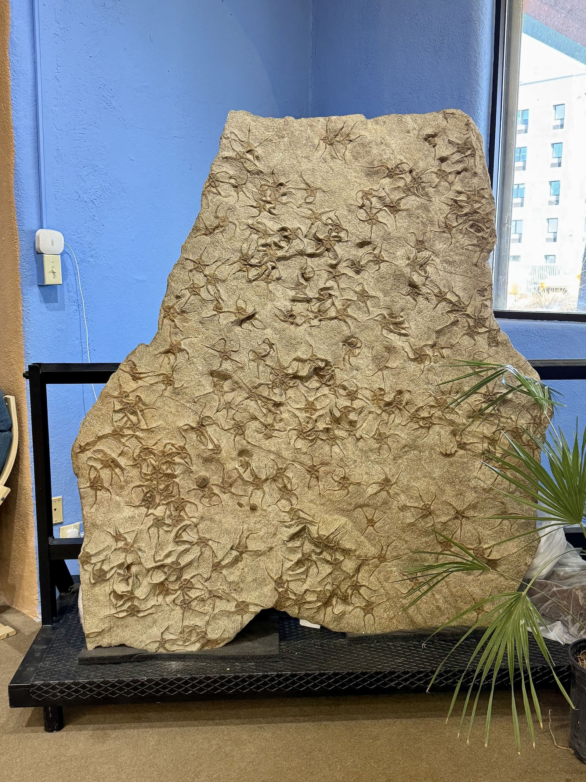 Tucson