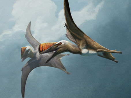 New fossil reveals the evolution of flying reptiles