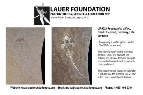 SVP Meeting 2025 Birmingham, England