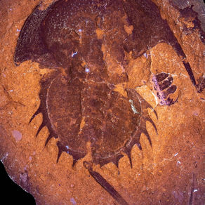 Another Paper from Dr. Russell Bicknell