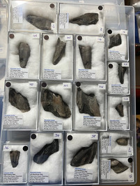 chimaera-mouth-plates