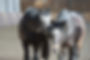 Kopie von DSC02374.JPG