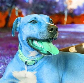 A Man & His (Assistance) Dog: The Testimony of Azrael - Part One