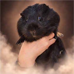 COSETTE