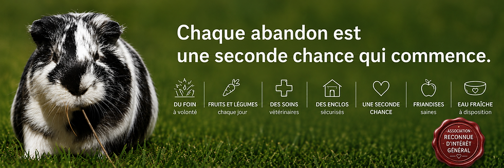 chaque abandon de cochons d'inde méritent une seconde chance