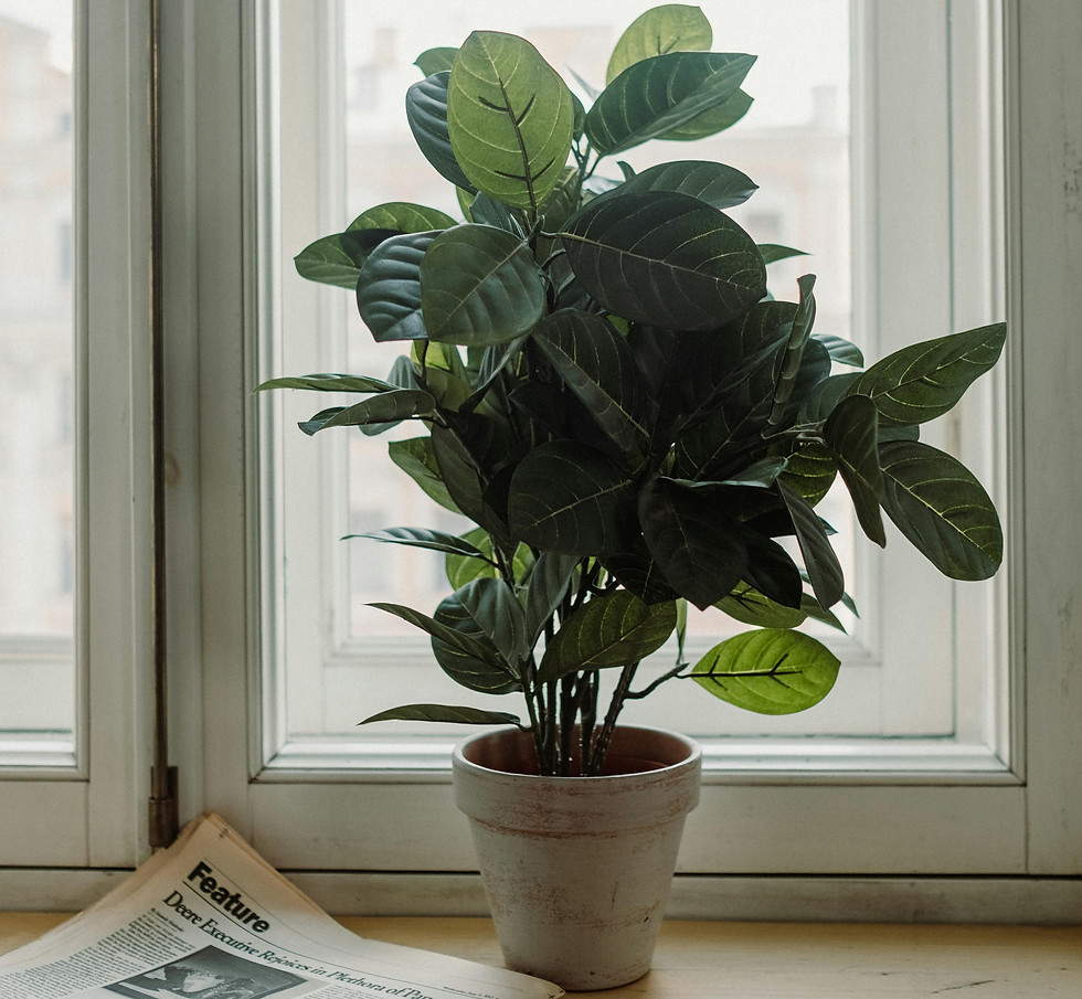 pexels-cottonbro-10254331.jpg