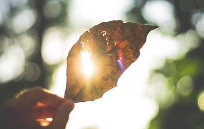 Programme SHINE, naturopathie en entreprise