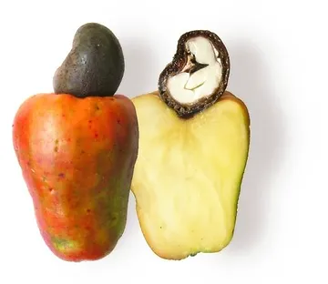 Healthy Drinks 100 Natural Cashew Fruit Water Go Caju The seeds of most fruits grow within the flesh, but the cashew seed hangs from the bottom of a cashew apple, essentially a swollen stem. natural cashew fruit water