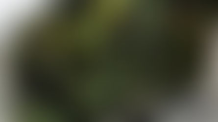 „Ricetta dei paccheri con salsiccia e friarielli, gusto partenopeo“