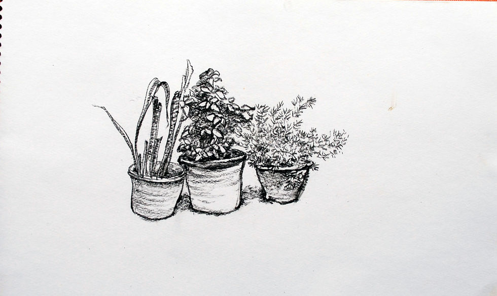 Pencil Sketch