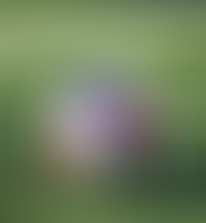 Wildcats defeat Bremen to finish season