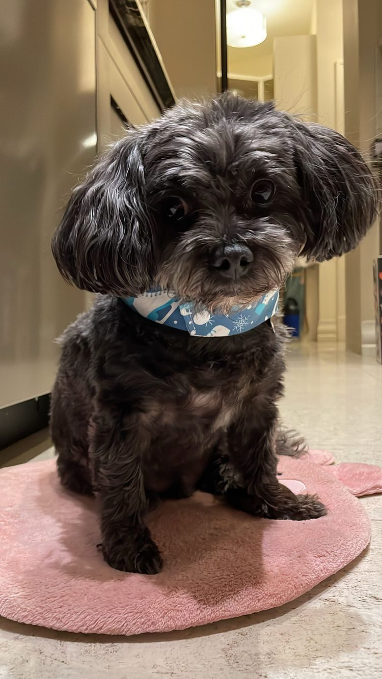 Thumbnail: "Love at Frost Sight" pet bandana