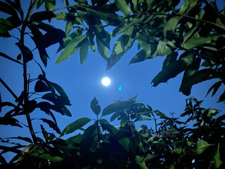 8月26日(土) あなたにつながるものがたり ネイティブアメリカンとバリ島に残る智慧 with バリ料理バイキング