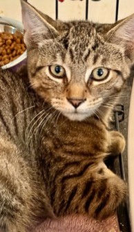 Nova