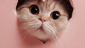 A w Dzień Kobiet czekoladki...🍫;)