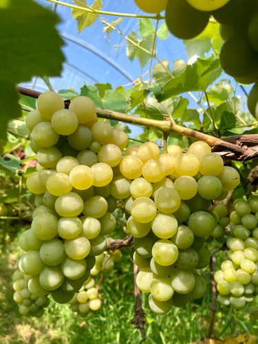 2025AyaTopia Light 綾トピア ライト | katsukiwines