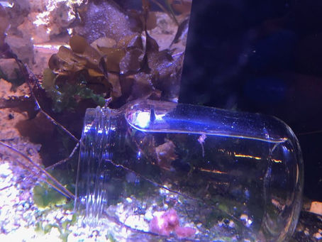 Blennie Diner Open for Business!