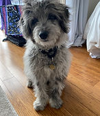 Frankie