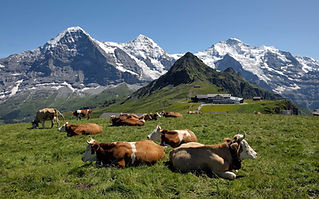 Jungfrauregion_Ma__nnlichen_Kuh.jpg