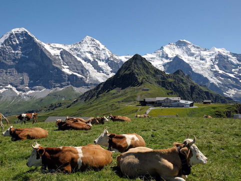Eiger, Mönch und Braukunst erleben