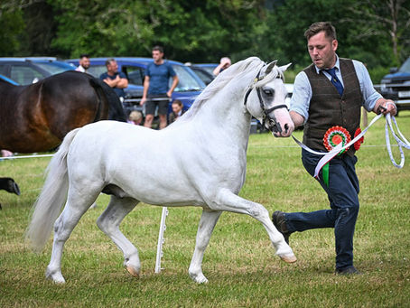 Ceredigion WPCA Silver Medal Show