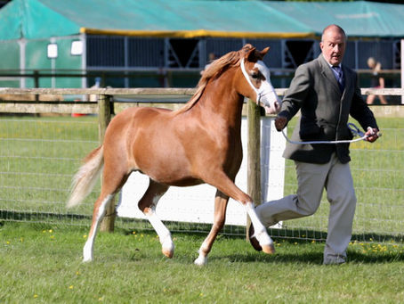 Devon County Show 2025