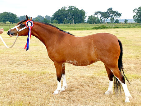 SWAWPCS Silver Medal Summer Show