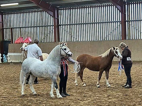 Blaenavon Foal & Youngstock Show