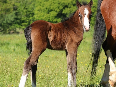 Foals Expected in 2024