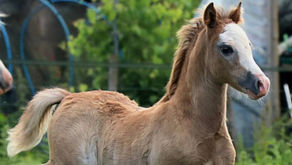 Foals 2026