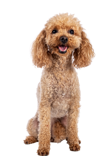 poodle_edited.png