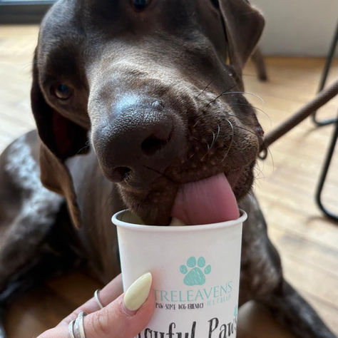 Dogs are always welcome at the Beach House