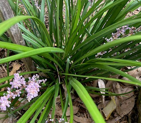Shrub.jpg
