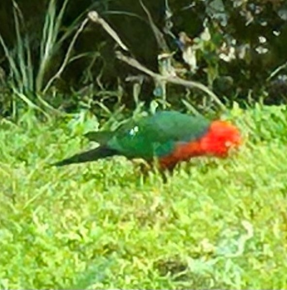Parrot.jpg