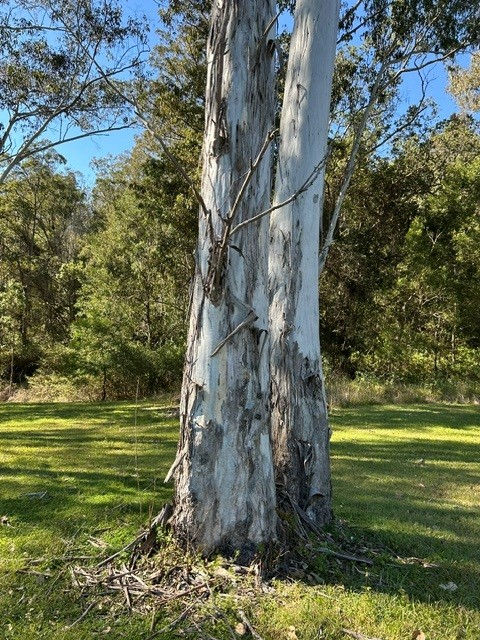 Large Gums.jpg