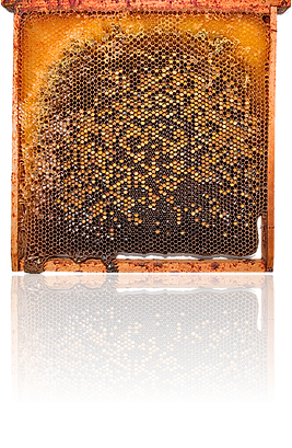 Image1.png