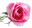 ROSE.png
