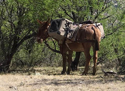 17634731_1686573001369285_447967349993009770_n