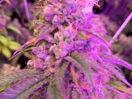 Phenotype or Strain Name?