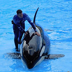 Trainer and Orca