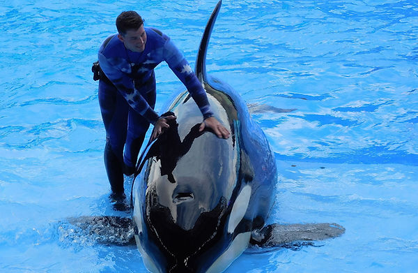Orca Forschung