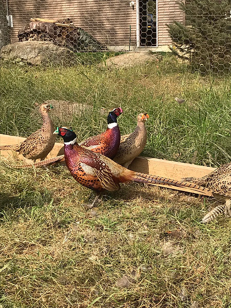 Ringneck Pheasant