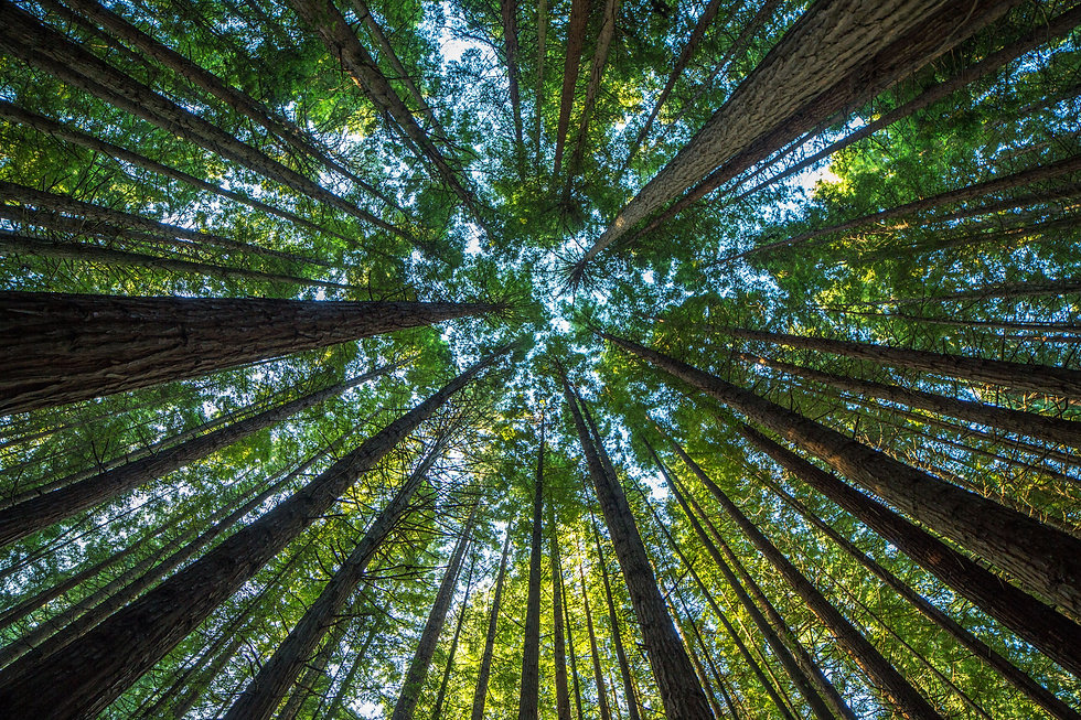 trees-forest-stock-getty.jpeg