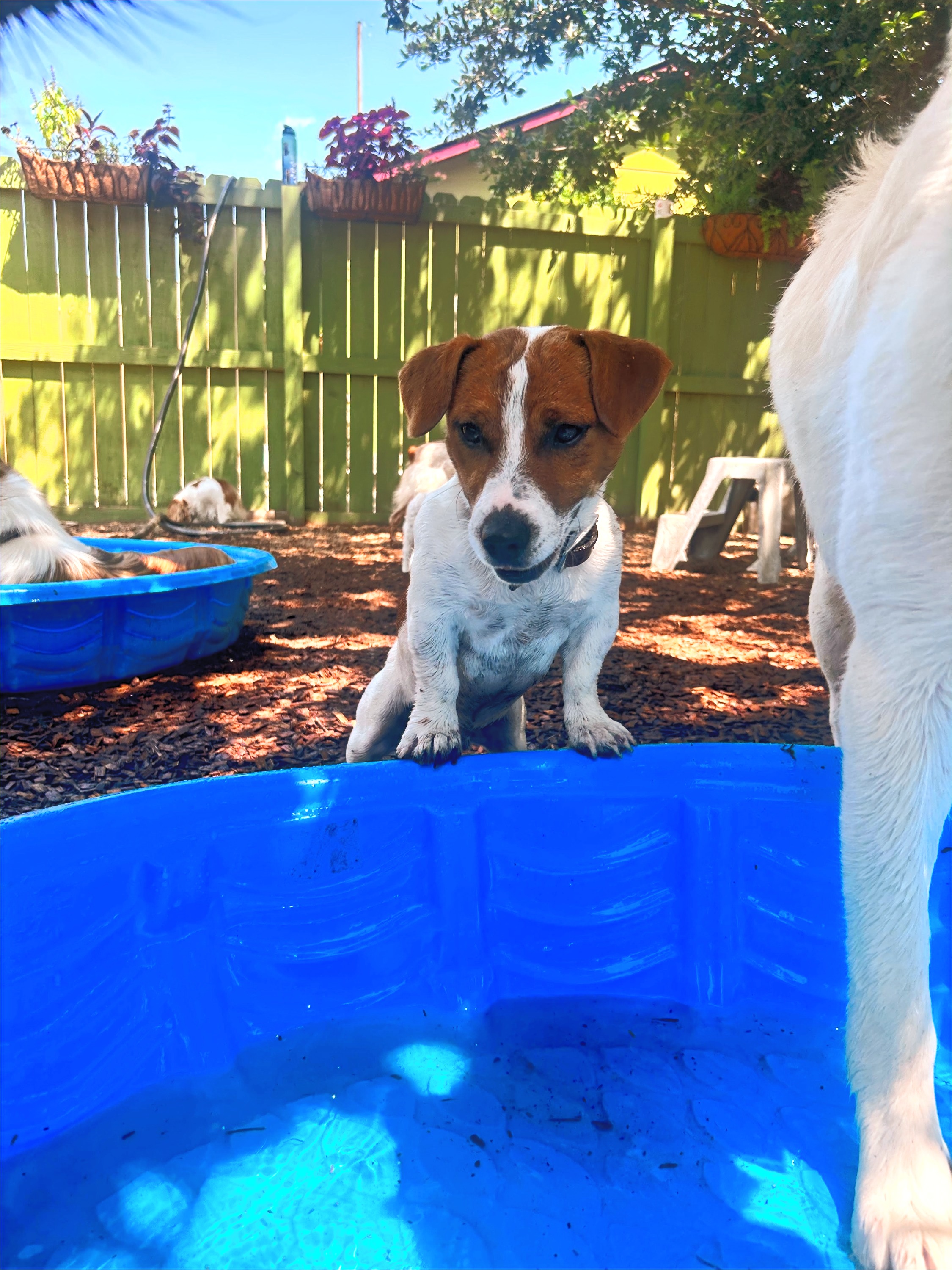 Zen Dog Daycare business photo