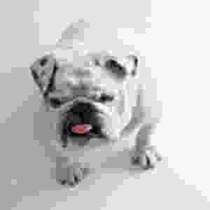 white bull dog with tongue sticking out on white background