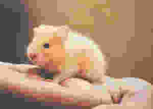 light brown hamster being held in someone's hand